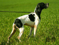 Pedigree SAXO DU BOIS DES PERCHES Pedigree SAXO DU BOIS DES PERCHES